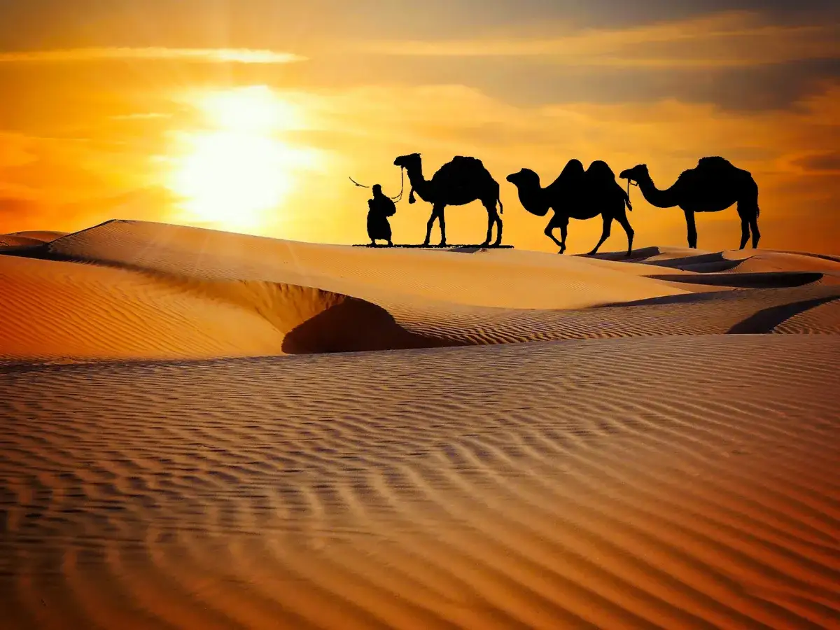 Modalità di accesso e trasferimento al Safari di Dubai