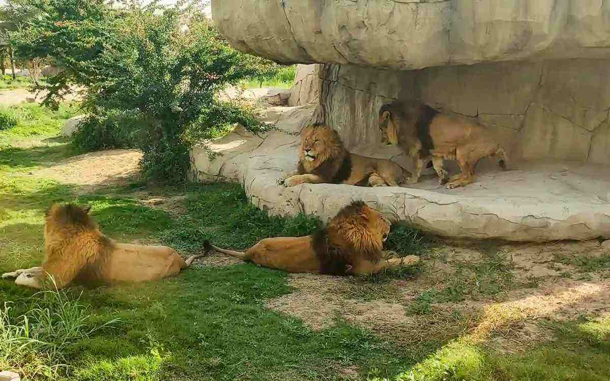 जंगली जीवन और पशु प्रजातियाँ
