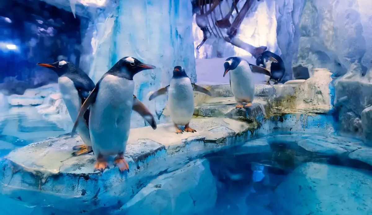 Öffnungszeiten und beste Besuchszeiten des Aquariums