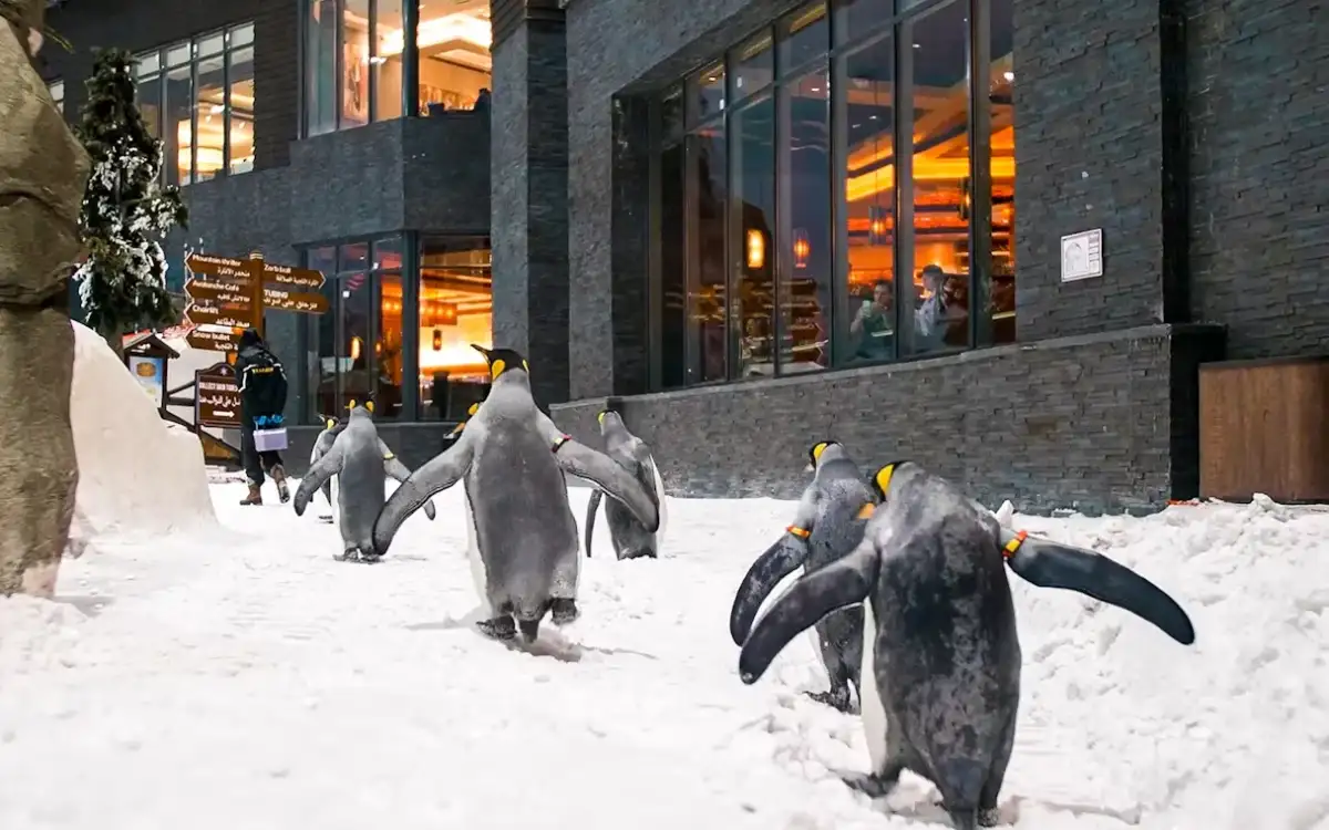Die Möglichkeiten im Skifahren in Dubai sind ein unvergessliches Erlebnis.
